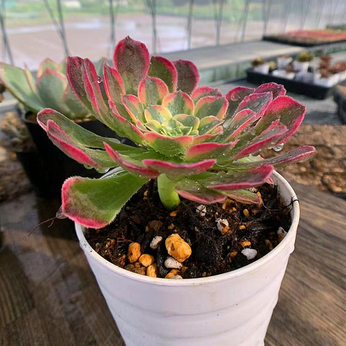 419.多肉植物 寄せ植え アエオニウム属 朝霞錦(単) 抜き苗 419.多肉植物 寄せ植え アエオニウム属 朝霞錦(単) 抜き苗