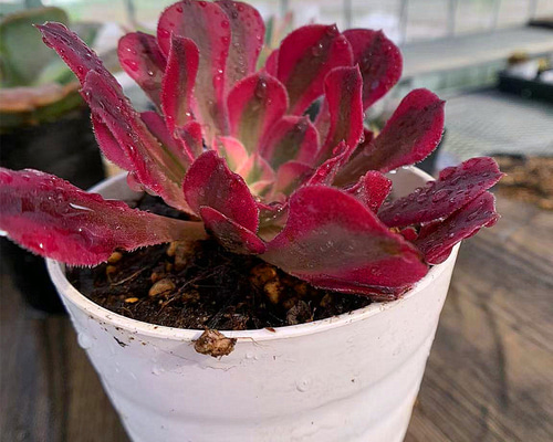 420.多肉植物 寄せ植え アエオニウム属 ガーネット白斑錦（単） 抜き苗
