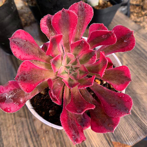 420.多肉植物 寄せ植え アエオニウム属 ガーネット白斑錦（単） 抜き苗