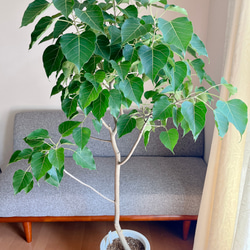 フィカスグランディス Fiicus grandis 曲がり　希少 フィカスグランディス Fiicus grandis 曲がり 希少 - メルカリ