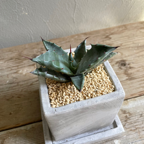 アガベ コロラータ □観葉植物□多肉植物 その他インテリア雑貨