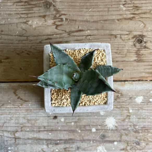 アガベ コロラータ錦 淡覆輪 ドライガーデン アガベ コロラータ錦 淡