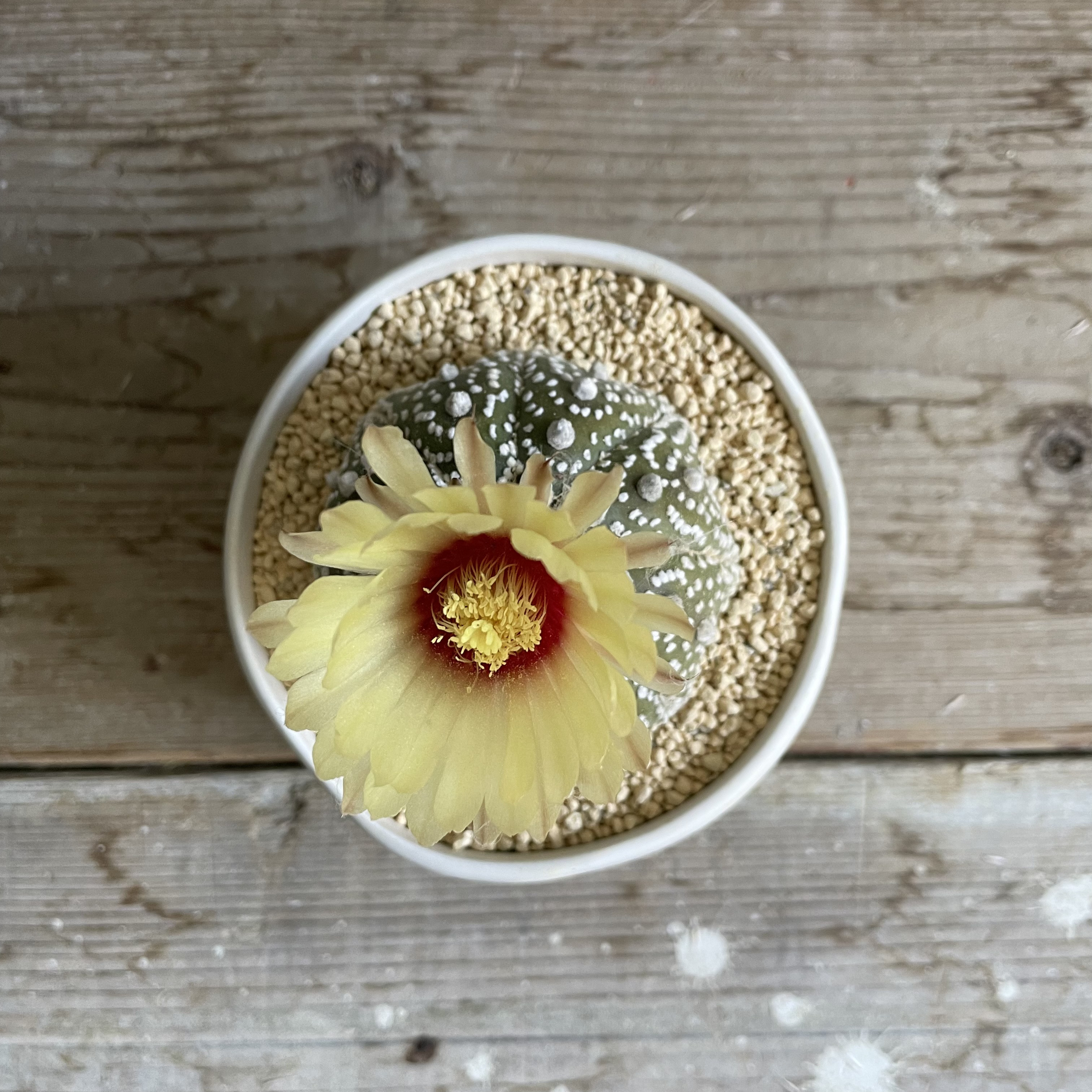 カブトマル □観葉植物□多肉植物