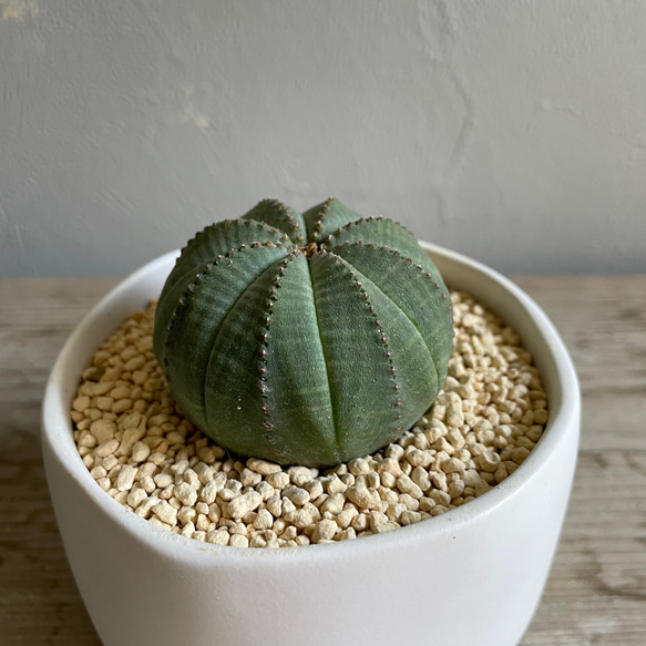 ユーフォルビア　オベサ　□観葉植物□多肉植物 3枚目の画像