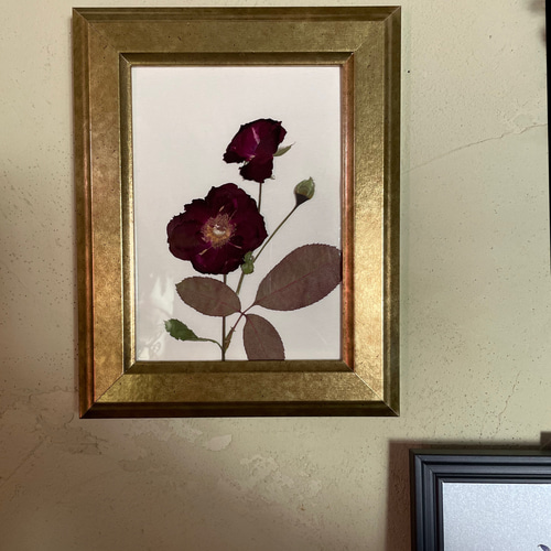 薔薇　ドライフラワー　押し花アート　フレーム入り　額縁　絵画　花　バラ バラ 押し花アート フレームアート プレゼント インテリア ドライ