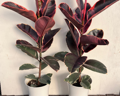 ピンクの葉の色がかわいいゴムの木＊フィカス ルビー＊観葉植物 アート