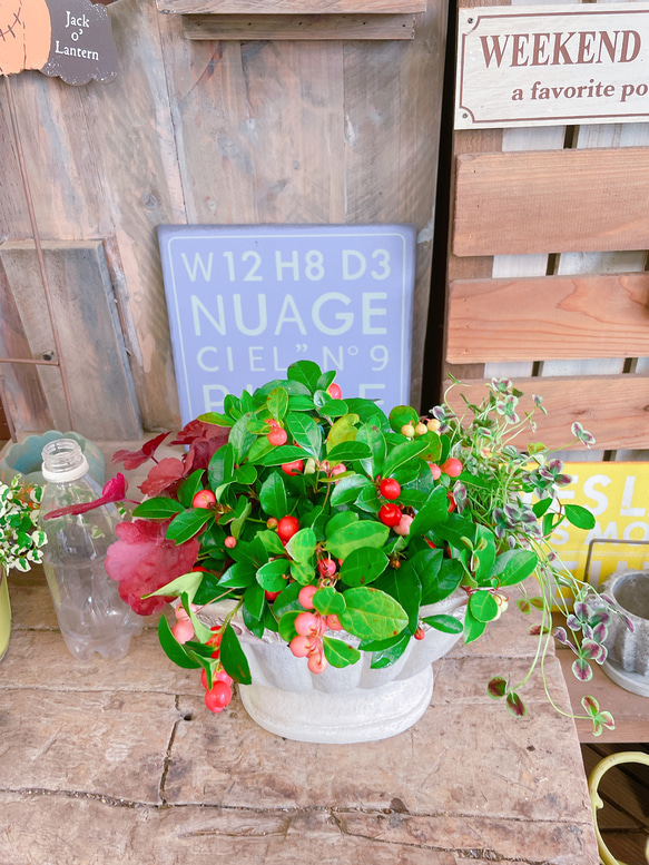 最終値下げ】手作りの陶器植木鉢 作家鉢 くど Lサイズ A-61 