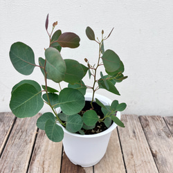 ⭐️ユーカリポポラス 20～35cm×10本（3セット）⭐️ ⭐️ユーカリポポラス 20～35cm×10本（3セット）⭐️ かわいい人気の