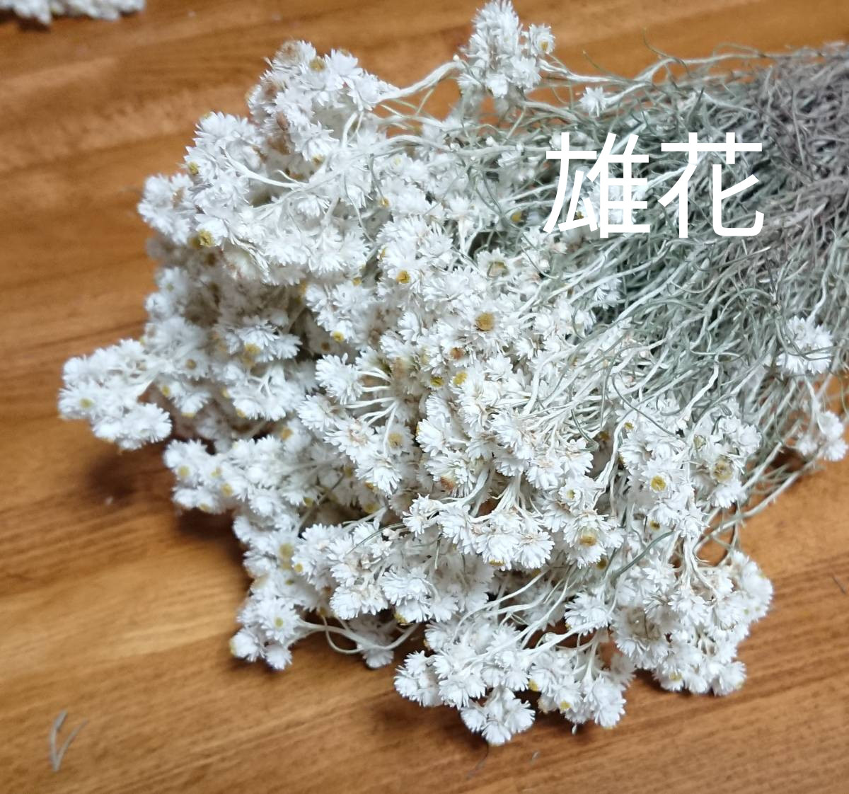 たくあんちょい長めカワラハハコ　ドライフラワー   84 カワラハハコ ドライフラワー 50g 雄花 ドライフラワー Fine