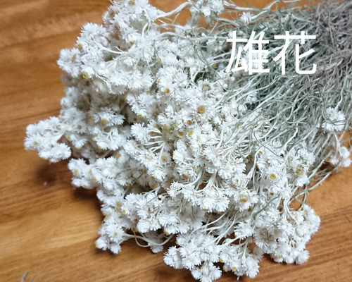 カワラハハコ ドライフラワー 50g 雄花 ドライフラワー Fine