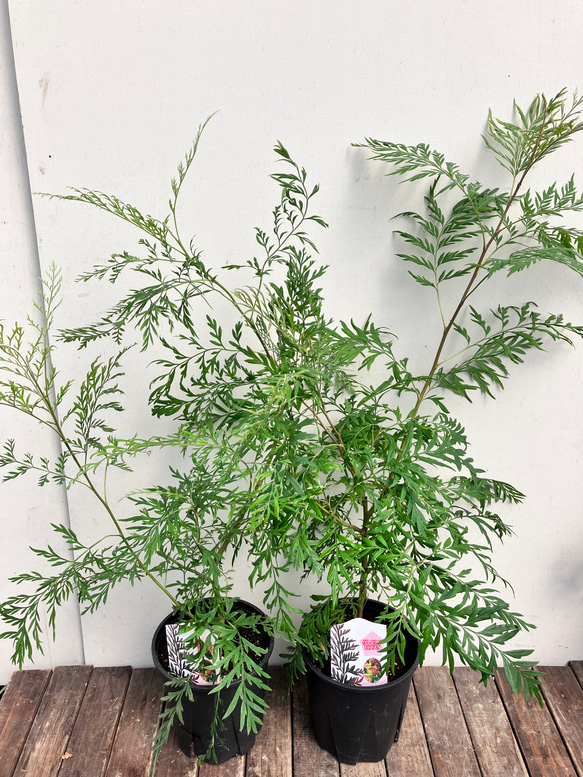 グレヴィレア ロブスタ＊常緑樹＊シンボルツリー＊ガーデニング アート