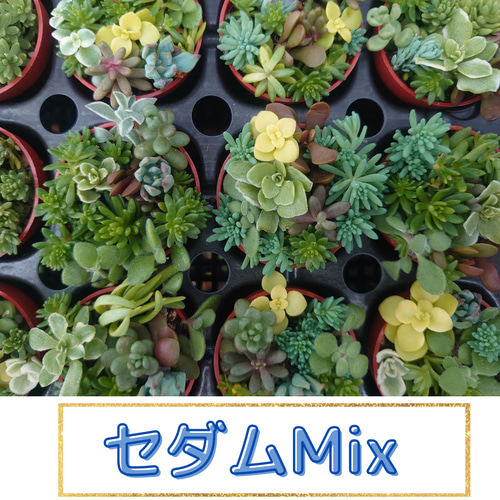 多肉植物】大人気のセダムMix 多肉植物 LOVELENT 通販 14700478