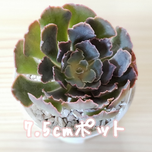 シャビアナ◎多肉植物 カット苗 韓国苗 エケベリア等 シャニー 多肉植物 エケベリア 韓国苗 カット苗の通販 by rei