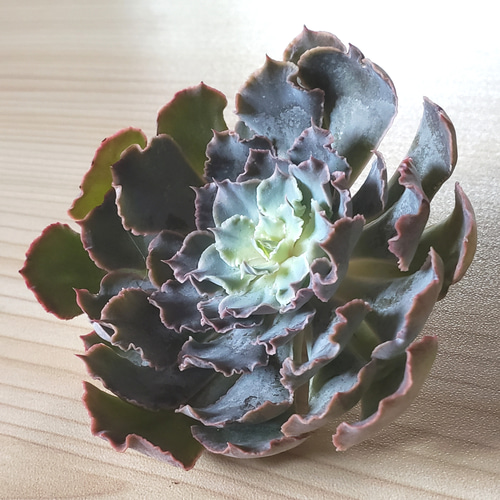 多肉植物】高級品種❤韓国苗❤シャビアナ トラフルズ❤ 多肉植物