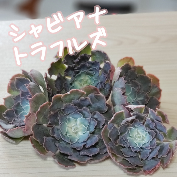 多肉植物 シャビアナ×サブコリンボサ♡小苗(コブエケ)サボテン相談室 