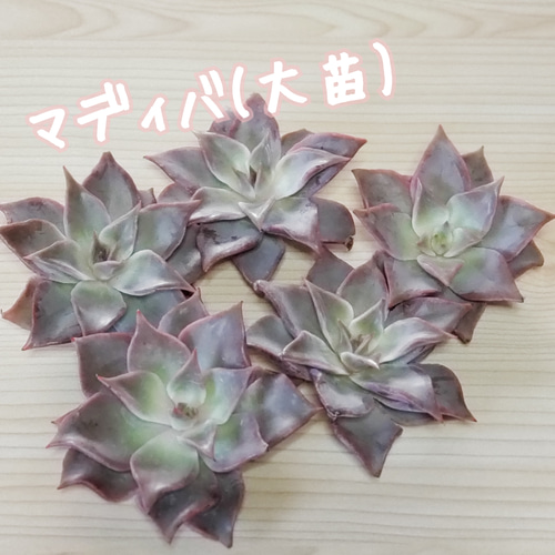 オールドエッグ 大苗 抜き苗 多肉 多肉植物】韓国苗❤マディバ(大苗