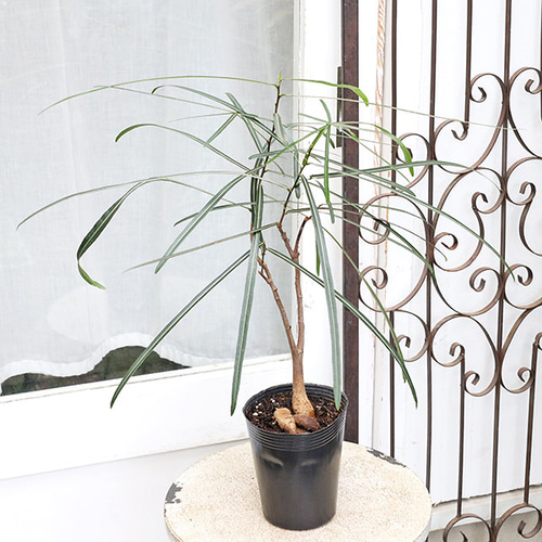 観葉植物 ボトルツリー ブラキキトン ルペストリス 4号 高さ60cm