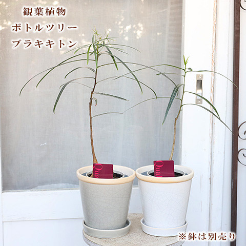 福助　ブラキキトン　ディスカラー　ボトルツリー　希少品種