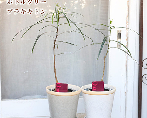 福助　ブラキキトン　ディスカラー　ボトルツリー　希少品種 福助様専用 ブラキキトン ディスカラー ボトルツリー 希少品種