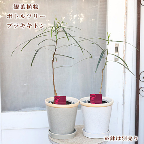 ブラキチトン（ボトルツリー）：ビドウィリー 7号鉢植え24-01 の