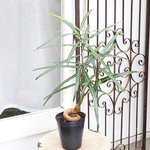 観葉植物 ボトルツリー ブラキキトン ルペストリス 4号 高さ60cm