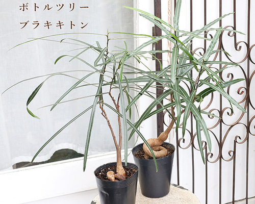 7625884869d7a0b33065a6fa0869c3