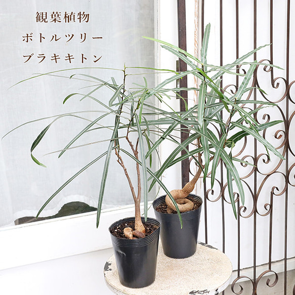 観葉植物 ボトルツリー ブラキキトン ルペストリス 4号 高さ60cm