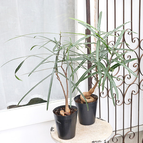 観葉植物 ボトルツリー ブラキキトン ルペストリス 4号 高さ60cm