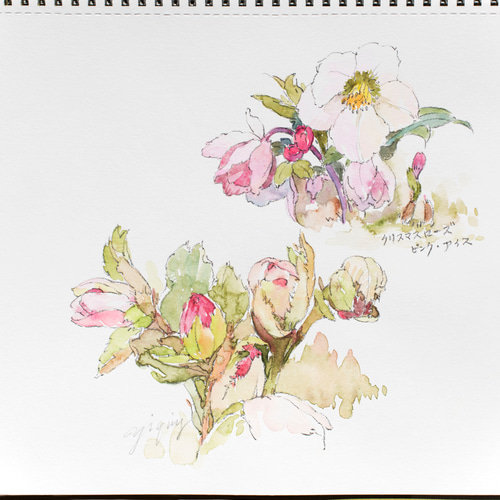 クリスマスローズ-2】額縁付き スケッチ原画 一点物 特典付き 絵画