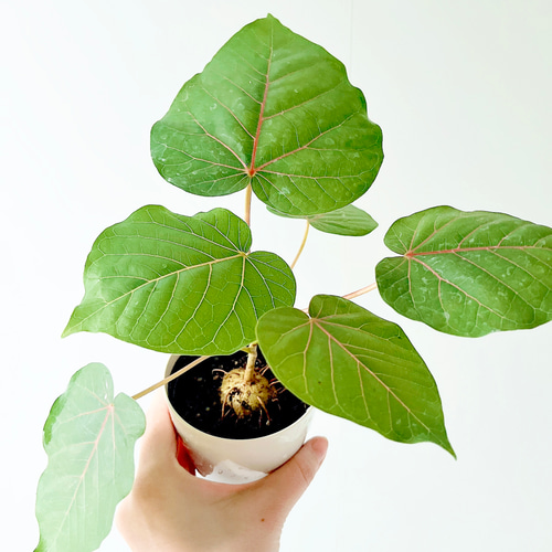 希少 フィカス ペティオラリス 赤ウンベラータ 観葉植物 calm cafe