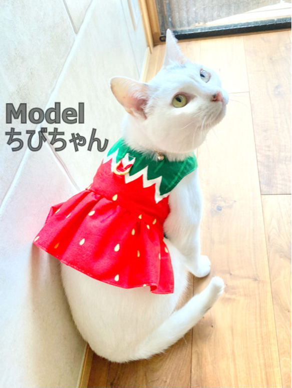 二度見必須！いちごさんの猫ちゃんミニスカハーネス 4枚目の画像