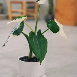茎太！斑入りクワズイモ ！美品！約60cm 鉢付き2年生 茎太！斑入りクワズイモ ！美品！約60cm 鉢付き2年生