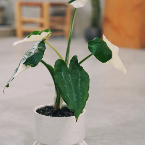 斑入り　クワズイモ　価格要相談 斑入り クワズイモ 価格要相談 - メルカリ