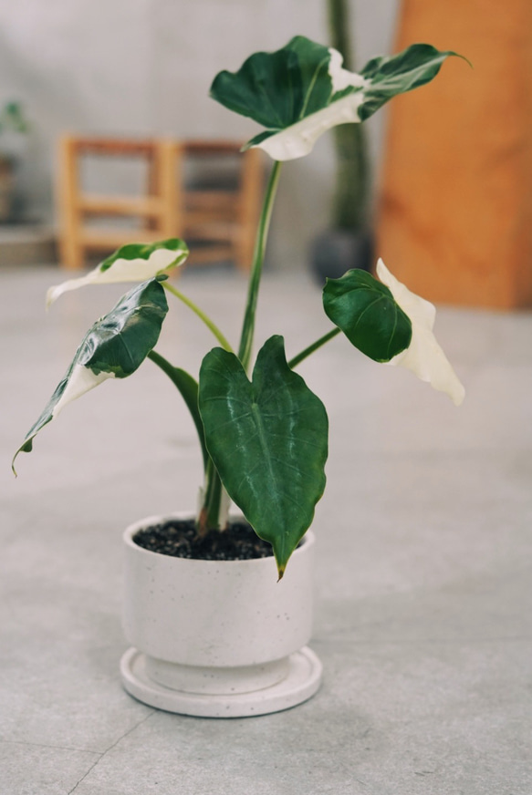 クワズイモ 斑入り 鉢植え①