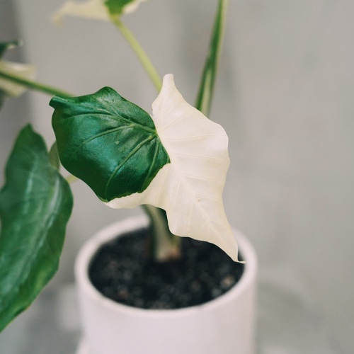 斑入り クワズイモ 送料無料 鉢こみ 一輪挿し・花瓶・花器 __@