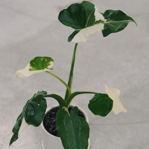 斑入り クワズイモ 送料無料 鉢こみ 一輪挿し・花瓶・花器 __@