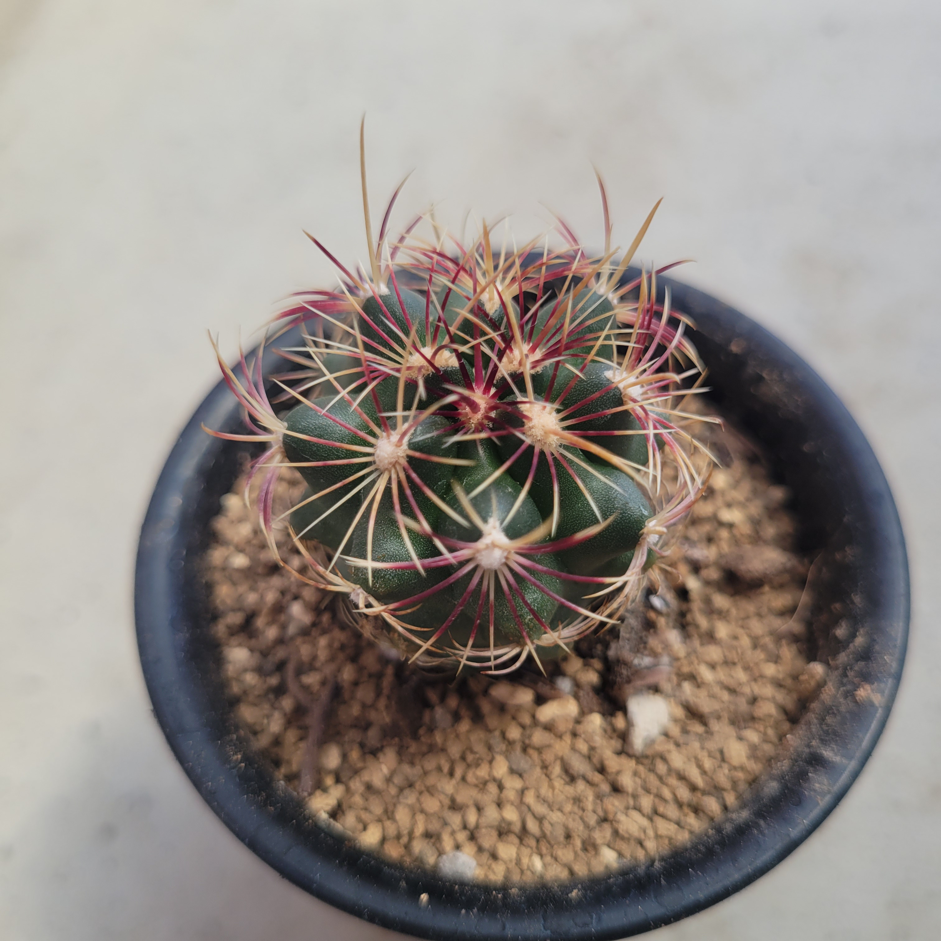 専用ページです！サボテン 美女丸♪抜き苗