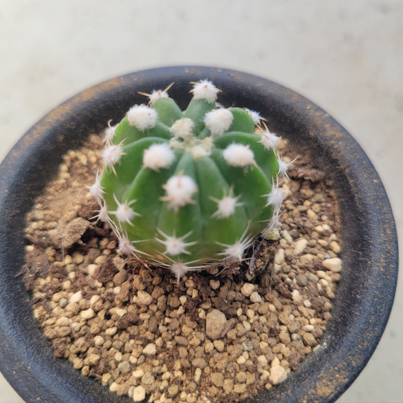 多肉植物❤サボテン❤王冠短毛丸❤抜き苗 2枚目の画像