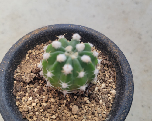 多肉植物❤サボテン❤王冠短毛丸❤抜き苗 その他インテリア雑貨 ✰Pan