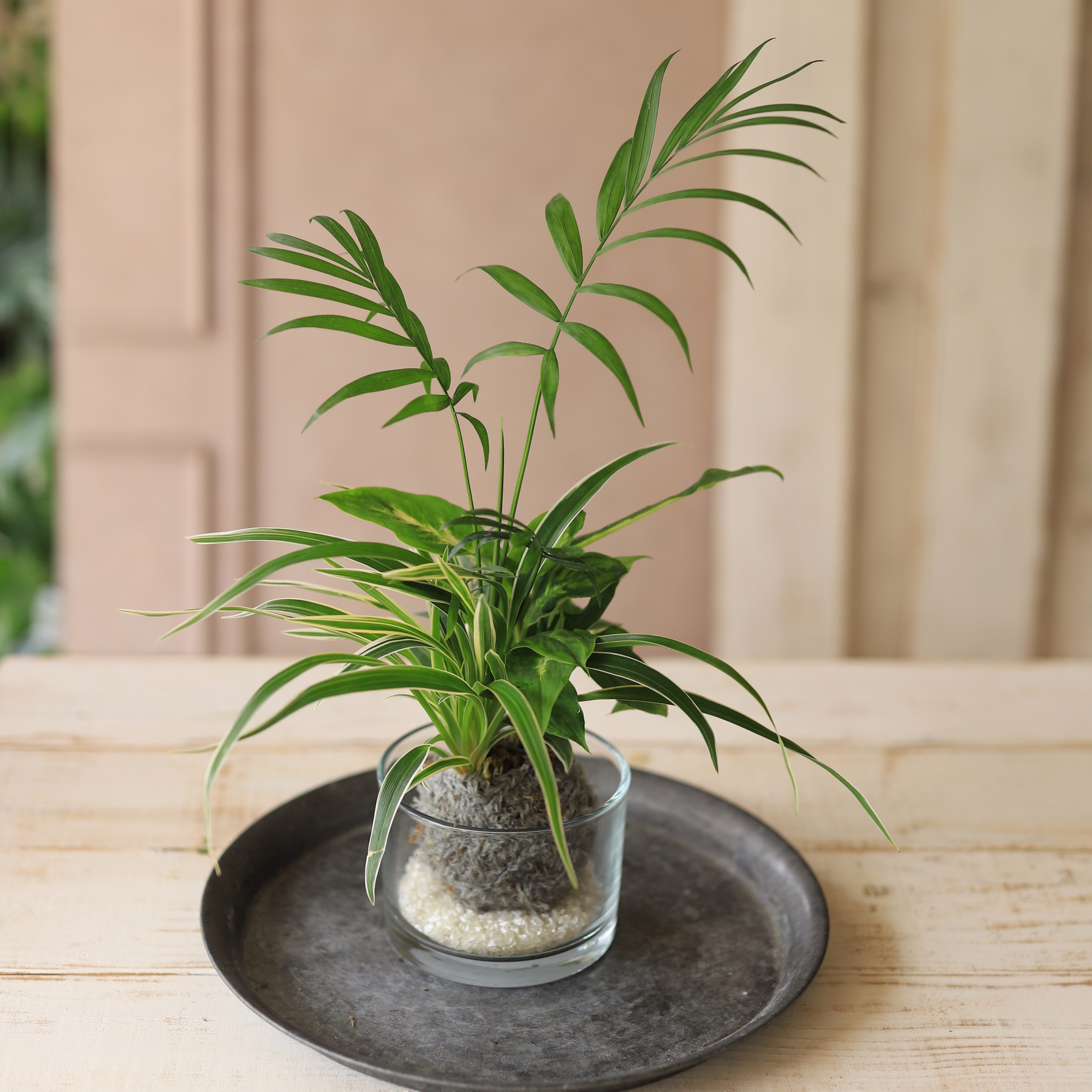 限定セール テラリュウム 観葉植物 ギャザリング 花瓶 4264円