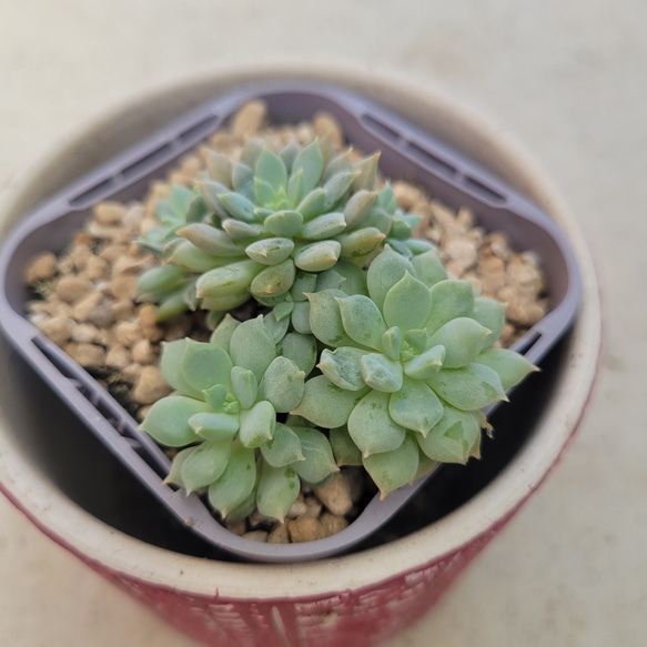多肉植物 ブルーアップル 良けれ 抜き苗 売買されたオークション情報 