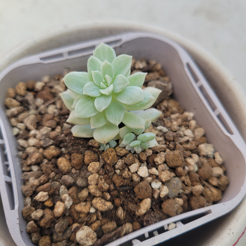 多肉植物❤プロリフェラ錦❤抜き苗 その他インテリア雑貨 ✰Pan
