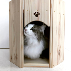 新政 亜麻猫スパーク 2本