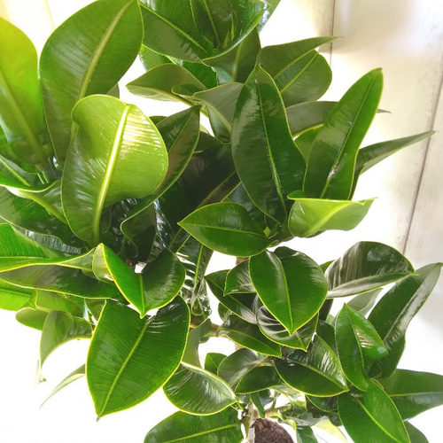 現品】希少品種 アポロゴム ゴムの木 観葉植物 樹形綺麗 高さ90