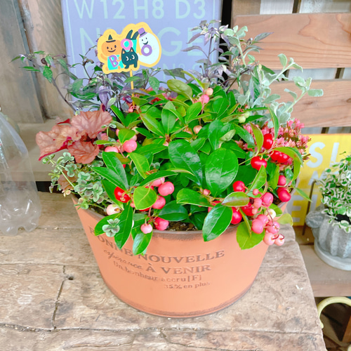 観葉植物 斑入り トウガラシ♡寄植えにも！！ 観葉植物 斑入り トウガラシ♡寄植えにも！！