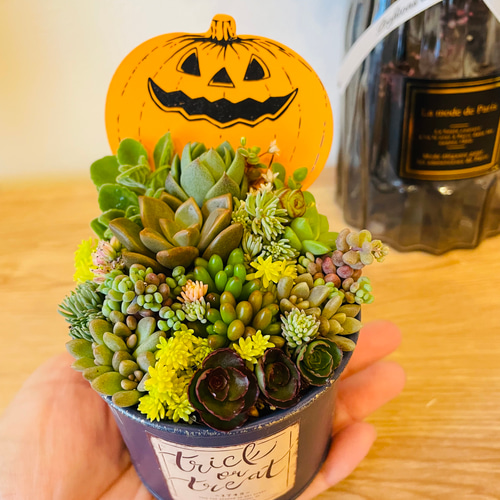 パンプキンブリキ缶の寄せ植え〜多肉植物寄せ植え ハロウィン 雑貨