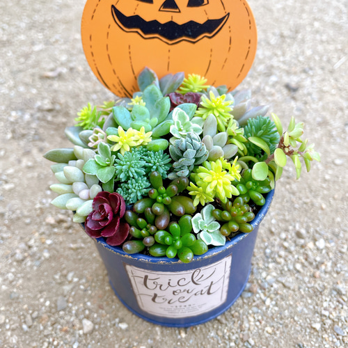 パンプキンブリキ缶の寄せ植え〜多肉植物寄せ植え ハロウィン 雑貨 