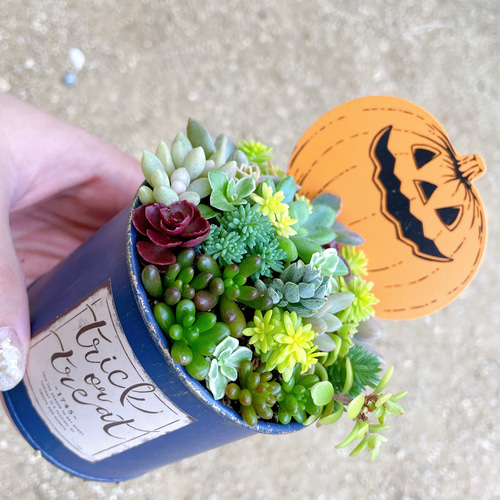 パンプキンブリキ缶の寄せ植え〜多肉植物寄せ植え ハロウィン