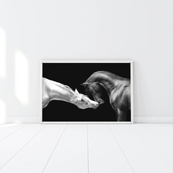 ゴージャス 黒と白 馬 / インテリアポスター 海外アート /3350 5枚目の画像