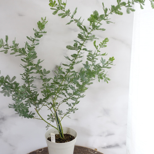 パールアカシア 苗 大型 200cm❗整った樹形 際立つシルバーリーフ 特白銀 パールアカシア 苗 大型 200cm❗整った樹形 際立つシルバーリーフ 特